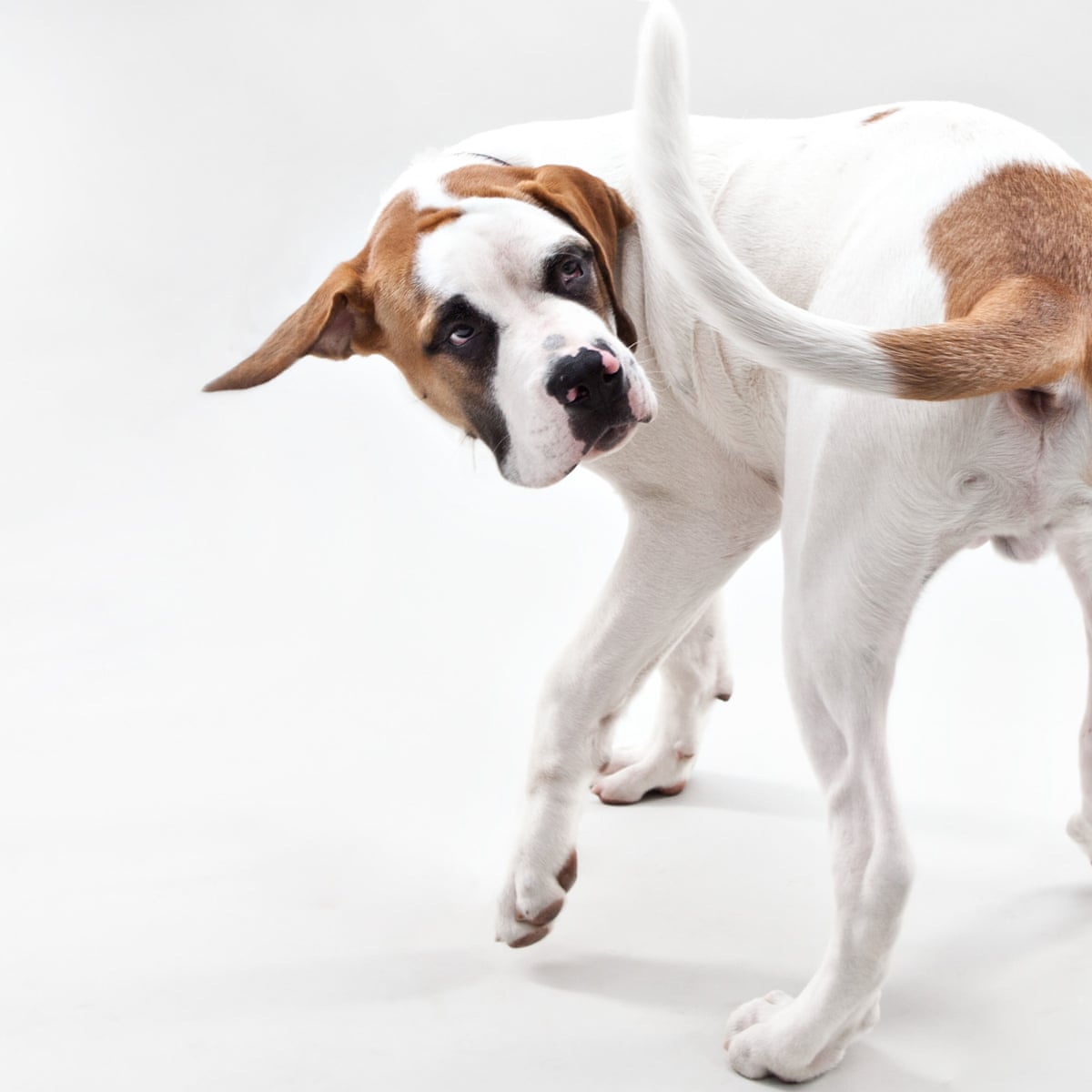 Understand Your Dog’s Compulsive Behaviour – LW