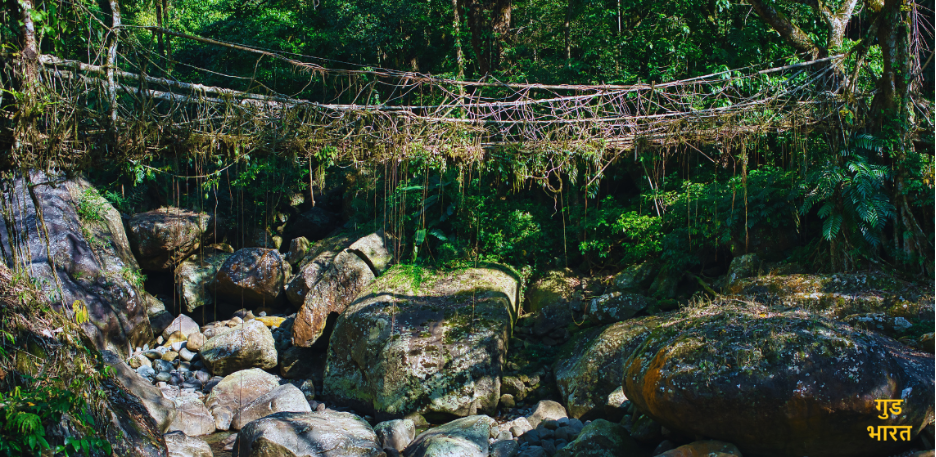 Meghalaya’s Living Root Bridges
