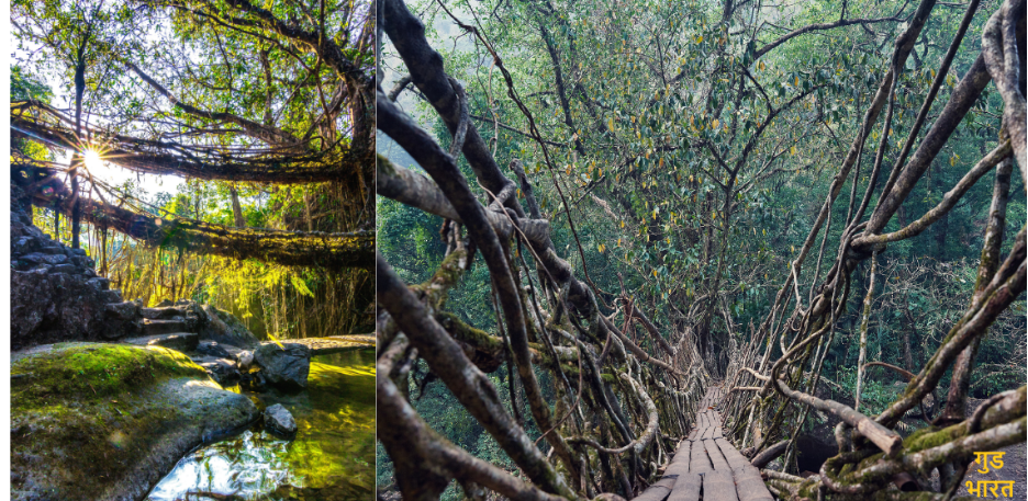 Meghalaya’s Living Root Bridges