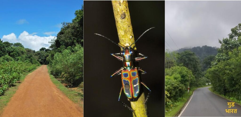 Agumbe The Cherrapunji of South India and Its Timeless Wonders 