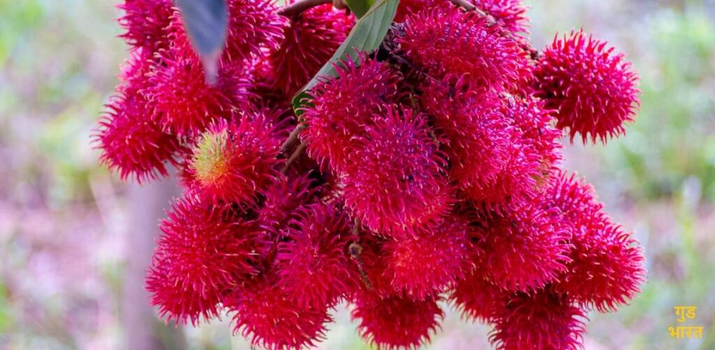 rambutan